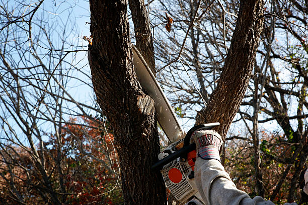 Professional Tree Services in Tolleson, AZ